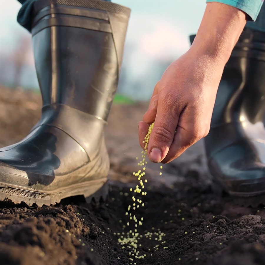 Dutch Seed Group - Storage distribution